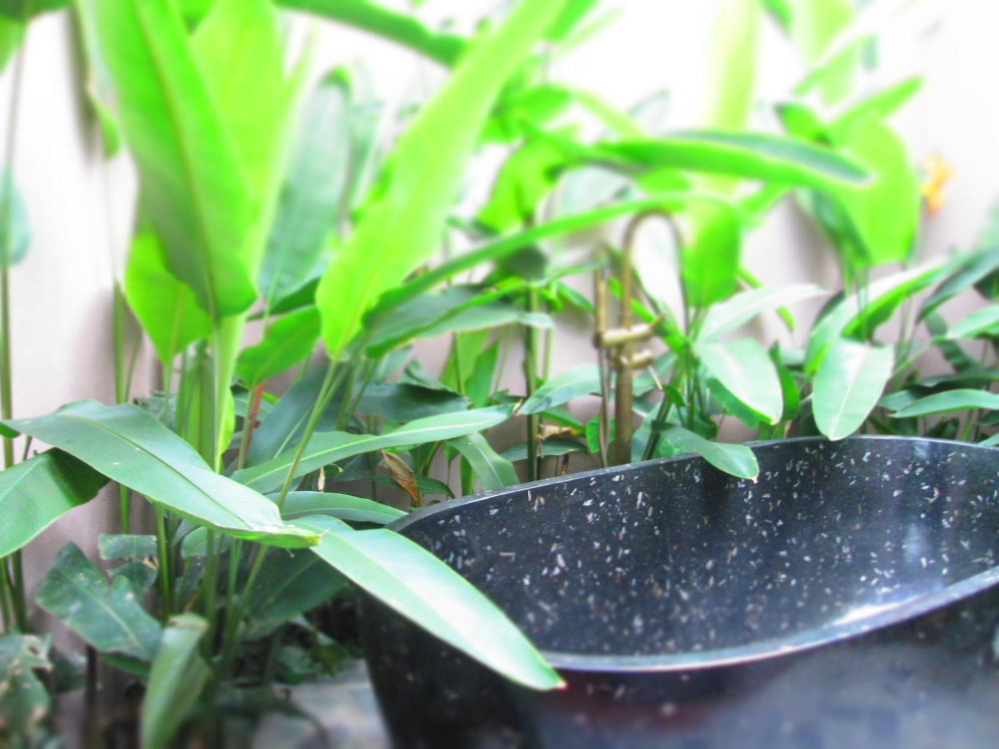 Nature Homestay *